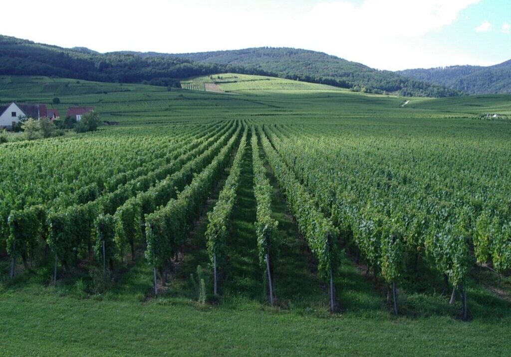 A field with many rows of vines in it
